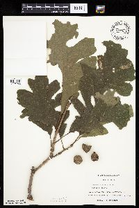 Quercus macrocarpa image