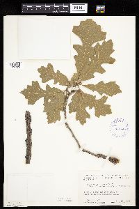 Quercus macrocarpa image