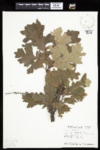 Quercus macrocarpa image