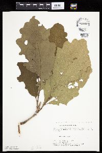 Quercus macrocarpa image