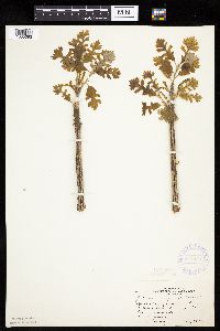 Quercus macrocarpa image