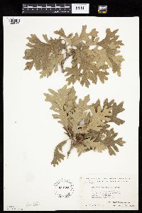 Quercus macrocarpa image