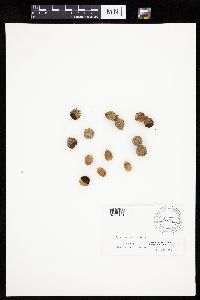 Quercus macrocarpa image