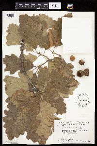 Quercus macrocarpa image