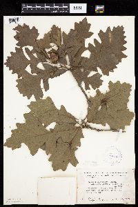 Quercus macrocarpa image