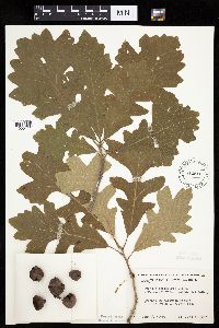 Quercus macrocarpa image
