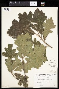 Quercus macrocarpa image