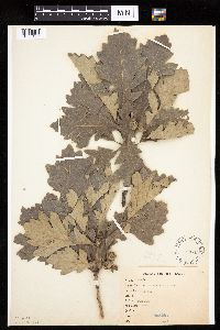 Quercus macrocarpa image
