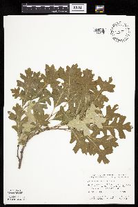 Quercus macrocarpa image