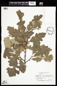 Quercus macrocarpa image
