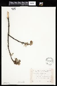 Quercus macrocarpa image