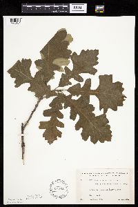 Quercus macrocarpa image