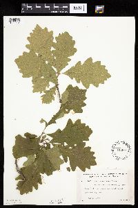 Quercus macrocarpa image