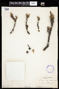 Quercus macrocarpa image