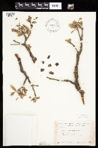 Quercus macrocarpa image