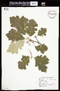 Quercus macrocarpa image