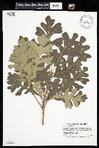 Quercus macrocarpa image