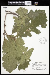 Quercus macrocarpa image