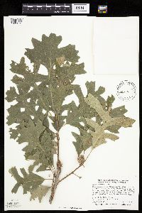 Quercus macrocarpa image