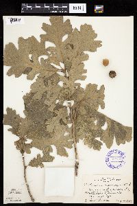 Quercus macrocarpa image