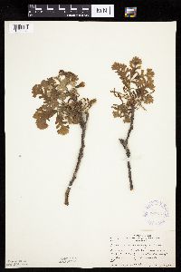 thumbnail image of current specimen