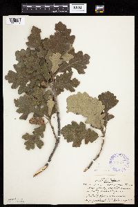 Quercus macrocarpa image