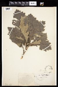 Quercus macrocarpa image