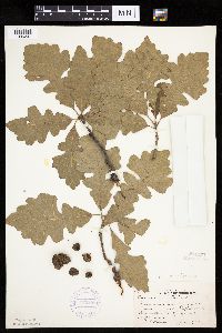 Quercus macrocarpa image