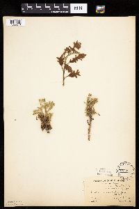 Quercus macrocarpa image