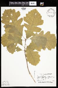 Quercus macrocarpa image