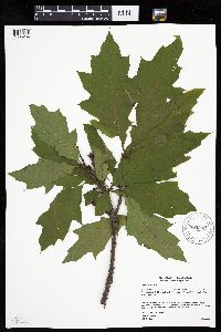 Quercus rubra image
