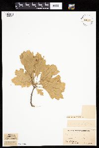 Quercus rubra image