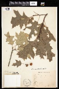 Quercus rubra image