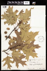 Quercus rubra image