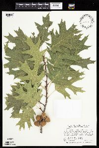 Quercus rubra image