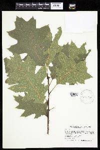 Quercus rubra image