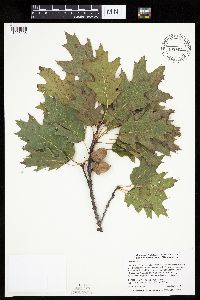 Quercus rubra image