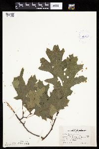 Quercus rubra image
