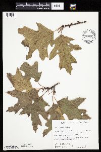 Quercus rubra image
