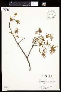 Thumbnail image of current specimen