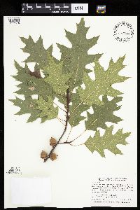 Quercus rubra image
