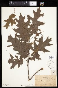 Quercus rubra image