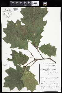 Quercus rubra image