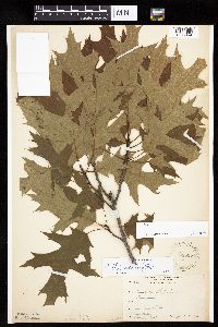 Quercus rubra image