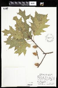 Quercus rubra image