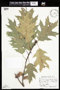 Quercus rubra image