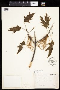 Quercus rubra image