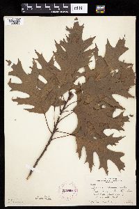 Quercus rubra image