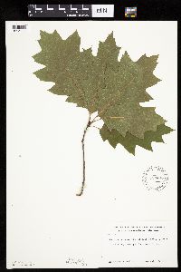 Quercus rubra image