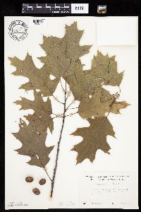 Quercus rubra image